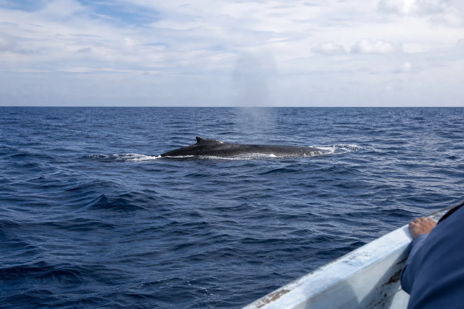 Observation des baleines à bosse