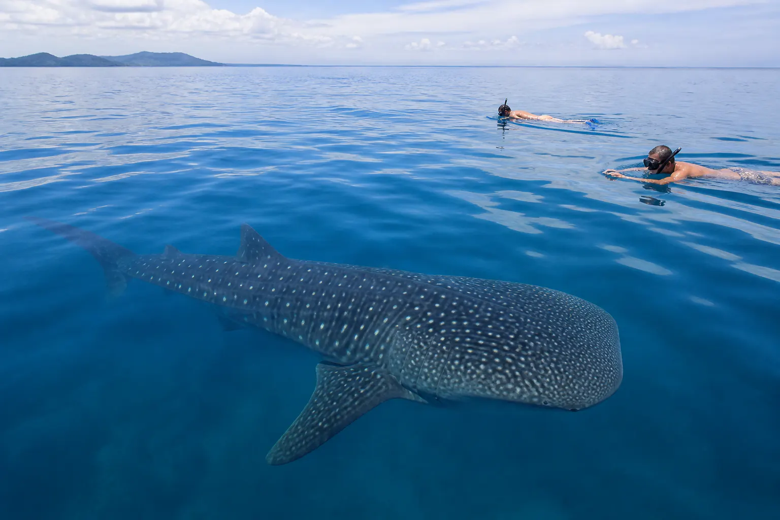 Nage avec les requins-baleines